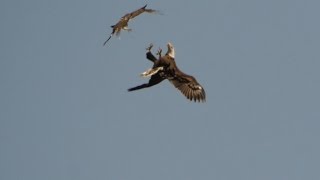 Bald Eagle  Redtailed Hawk Air To Air 3302016 HD [upl. by Elaine]