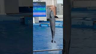 Amazing Dolphin Show at Valencia Oceanografic [upl. by Amein966]