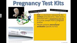 Pregnancy Test Kits IB Biology [upl. by Lynde874]