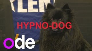 BGTs Hypnodog 5 things you need to know [upl. by Seuqramed]