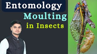 MoultingEcdysis in Insect Apolysis Ecdysis Sclerotization Moulting process Entomology [upl. by Annailuj403]