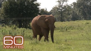 How hundreds of animals were rescued from a troubled Puerto Rico zoo  60 Minutes [upl. by Zosi]