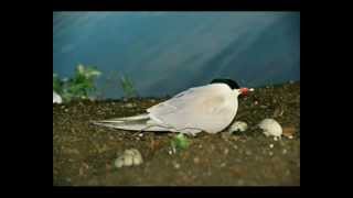 Upinė Žuvėdra  Common Tern [upl. by Eilsew186]