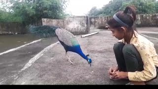 मोर का डांस peacock 🦚 dance 💃 roof birds the india pefowlpeacock sound and peacock flying peahen [upl. by Jarad]