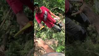 cottonwood compilation pov treework treecutting chainsaw arborist stihl [upl. by Alenoel]