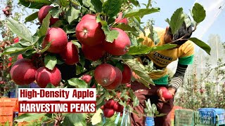 HighDensity Apple Harvesting Peaks [upl. by Angelis]