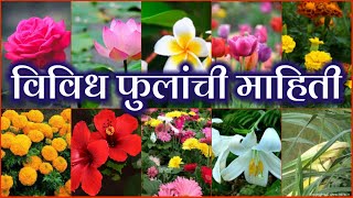 फुलांची माहिती  फुलांची माहिती मराठी  flower information in marathi [upl. by Ys]