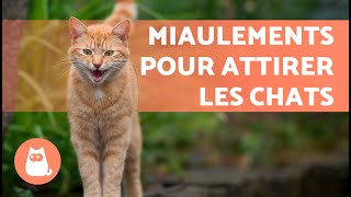 BRUITS pour ATTIRER VOTRE CHAT📣🐈 MIAULEMENT de CHAT pour ATTIRER votre CHAT [upl. by Baras]