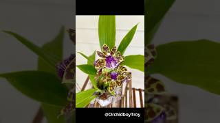 Zygopetalum Aladdin intoxicating fragrance 🙌🏾🌺 first time blooming zygopetalum orchid [upl. by Eldreda822]