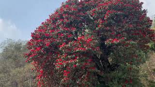 Tinjure तिनजुरे what we can see in there  Is it capital of rhododendron [upl. by Jeanelle]