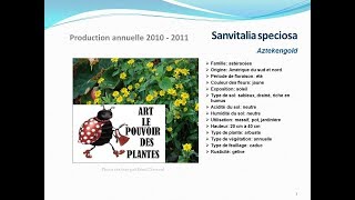 Sanvitalia speciosa Aztekengold plante annuelle [upl. by Ylen]