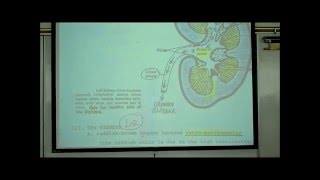 ANATOMY URINARY SYSTEM by Professor Fink [upl. by Etnovahs]