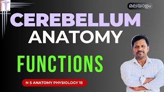 Cerebellum Malayalam Cerebellum Anatomy Functions Cerebellum Physiology Malayalam [upl. by Ecaroh]