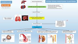 ✅✅SISTEMA RENINAANGIOTENSINAALDOSTERONA Repaso Rápido [upl. by Yerdua]