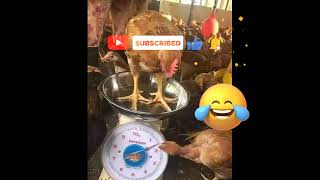 😁😂😀🤣🐔🐔🐔🐔🐔videoviralkaisekare2023funivideo [upl. by Arabeila]