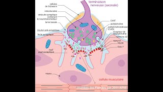 La transmission neuromusculaire [upl. by Cofsky396]