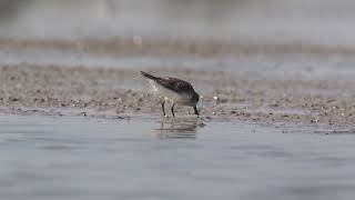 Spoonbilled Sandpiper at Khok Kham Thailand [upl. by Eillom]