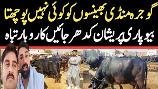 Today Gojra Maweshi Mandi  Buffalo Fresh Rates Update  Buffalo Mandi [upl. by Waverley]