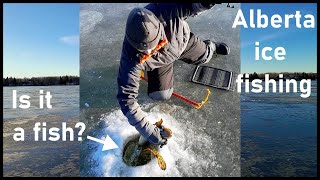 We caught the weirdest fish in Alberta Ice fishing on a lake in Canada [upl. by Machos]