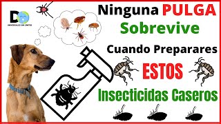 Ninguna PULGA Sobrevive a Estos Insecticidas Naturales  INSECTICIDA DE PULGAS [upl. by Novello]