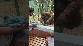 The orangutan wanted to see my baby￼ [upl. by Eliga]