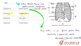 The number of bicephalic ribs in human are  CLASS 12  NTA NEET SET 45  BIOLOGY  Doubtnut [upl. by Alver508]