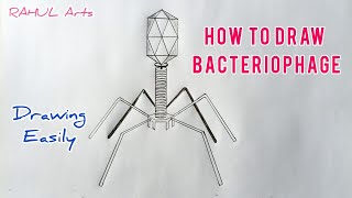 Diagram Of Bacteriophage  How To Draw Bacteriophage Diagram  Class 11  Biology [upl. by Nirre878]