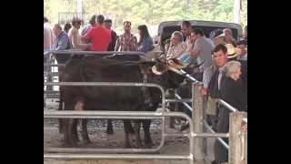 Vila RealSanto António em Lordelo com a tradicional Feira de Gado [upl. by Nasho329]