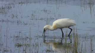 How a Spoonbill eats Lepelaar op Terschelling [upl. by Drofnats]