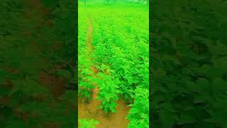 roots song rootsvillagelife farmimg vlog tranding shorts ytshorts youtubeshorts village [upl. by Havot929]