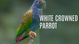 White Crowned Parrots Pionus Senilis [upl. by Rogerg798]