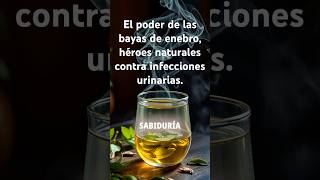 El secreto del enebro tu escudo herbal SaludNatural Herbolaria TéCurativo ProtecciónNatural [upl. by Yrffej]