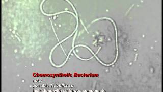 Chemosynthetic Gliding Bacterium [upl. by Halette]