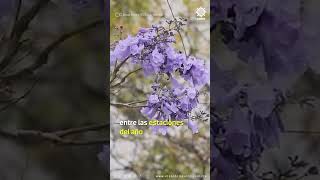 Jacarandas en enero culpa del cambio climático [upl. by Schriever]