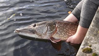 Massive 20lb Urban Canal Pike Ate My Dead RAT PB [upl. by Ardelle825]