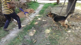 My Aggressive Labrador  German shepherd Vs Labrador  Labrador shows aggression  Fight Mode Is On [upl. by Manley]