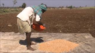 Ground nut seed treatment Kannada BAIF Karnataka [upl. by Caassi]