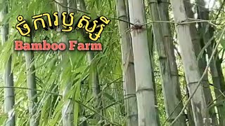 Bamboo Farm [upl. by Adriel991]