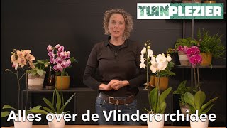 Alles over de Vlinderorchidee  Phalaenopsis  TUINPLEZIER [upl. by Alamac]