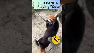 How To Not Laugh At These Hilarious Red Panda Playing Scenesshortvideo [upl. by Anaiviv]