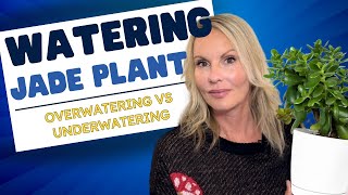 JADE plant WATERING overwatering VS underwatering OVERWATERED jade plant  MOODY BLOOMS [upl. by Akered]