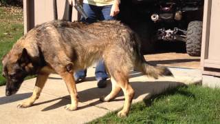 Removing Dog Dander German Shepherds [upl. by Leitnahs]