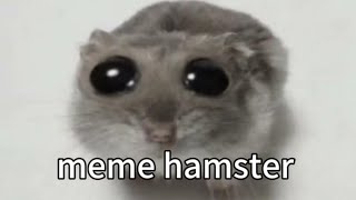 đăng ký đi mà 🥲🥲🥲 hamster sad [upl. by Josias]