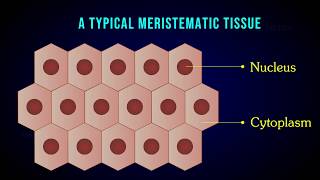 MERISTEMATIC TISSUE  Characteristic  Apical  Intercalary  Lateral meristem [upl. by Gemperle]