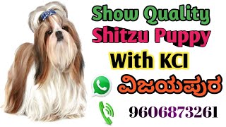 Show Quality Shitzu Puppies with KCIವಿಜಯಪುರ vijayapura bijapur shitzu puppy pets dog shorts [upl. by Vincents588]