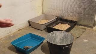 Using wood pellets for cat litter [upl. by Remde]