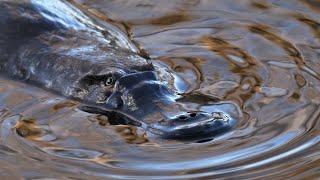 A Platypus in the Queanbeyan River [upl. by Doykos814]