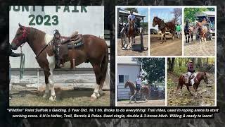 Lot 156  Wildfire Kalona Fall Draft Horse Sale 101723 [upl. by Tracay]