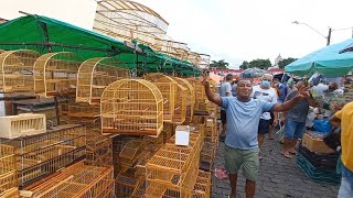 FEIRA DO CORDEIRO AS MELHORES PROMOÇÕES DE GAIOLAS ACESSÓRIOS PASSARINHO [upl. by Vig]