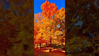 Fall colors of Nova Scotia viralvideo Halifax fallcolours travel happy photography [upl. by Manya]